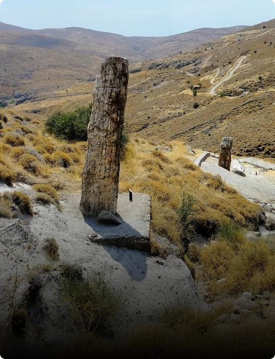 Petrified forest of Lesvos, ancient fossilised trees